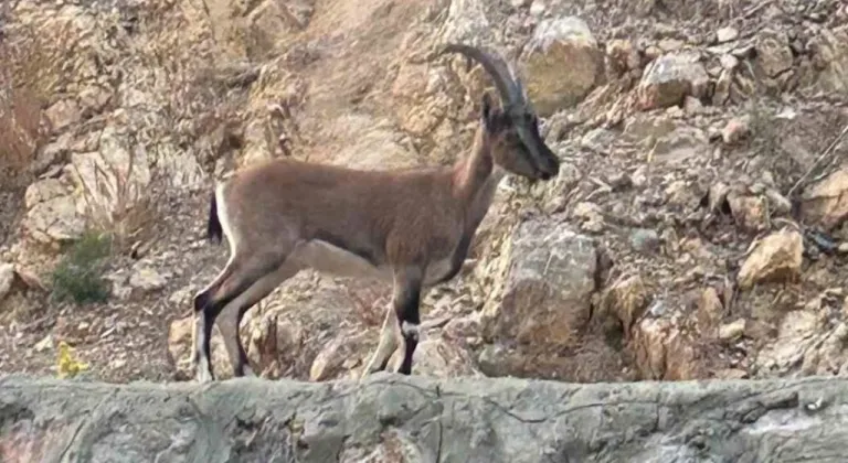 Antalya'da Yaban Keçisi Avcısı, Kendini Domates Yıkarken Savundu!